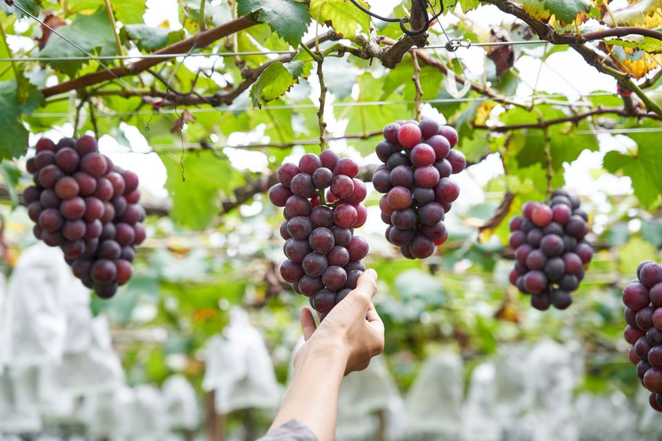 ぶどう棚に手を伸ばして、房を確かめる様子
