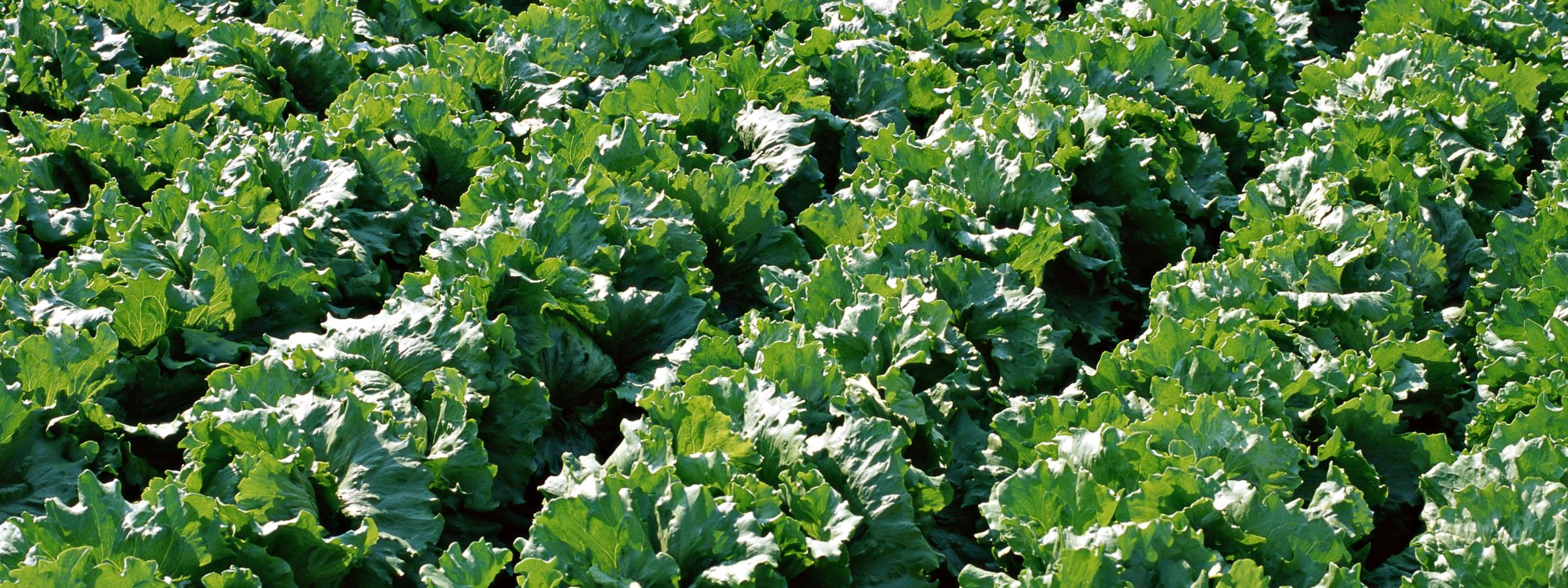 畝いっぱいに育った、葉物野菜の畑
